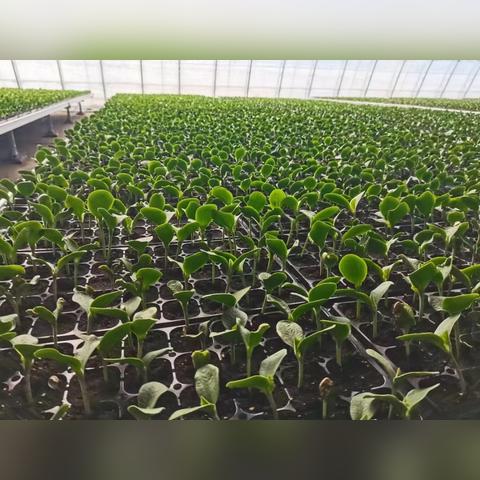 探秘自然奥秘：代号二十四节气游戏，打破传统课堂教育模式的新型科普游戏体验