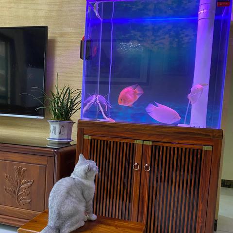 球球环游世界：探索神秘之地，感受万千风情，体验独一无二之旅