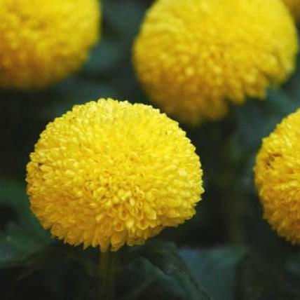 球球环游世界:探索神秘之地,感受万千风情,体验独一无二之旅 球球环游世界:探索神秘之地,感受万千风情,体验独一无二之旅