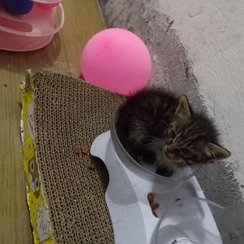 走进虚拟宠物的世界:体验萌喵宠物店游戏的细腻设计与终极玩家体验 走进虚拟宠物的世界:体验萌喵宠物店游戏的细腻设计与终极玩家体验