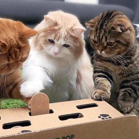 体验口袋喵喵送万抽版:畅游猫咪世界,畅享无限惊喜与精彩活动 体验口袋喵喵送万抽版:畅游猫咪世界,畅享无限惊喜与精彩活动