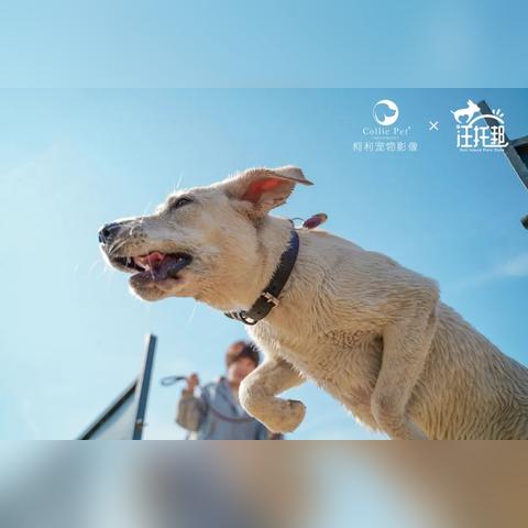 (宠物集结官网)为爱汪星人喵星人：重温那些有名的宠物集结地名称