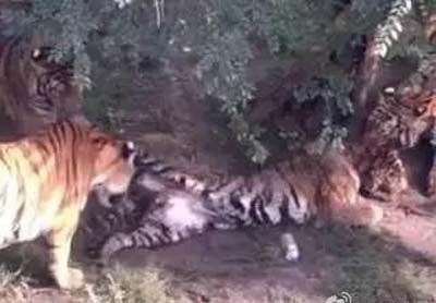 (老虎猛兽)目击者曝猛虎出没，现场目击老虎不仅攻击人类还袭击了牛只！