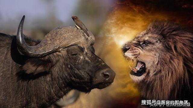 (狮子角斗英雄代表什么动物生肖)狮子角斗英雄代表什么动物