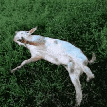 (致命追逐手机版官网)致命追逐iOS：摆脱传统，探索新的移动世界