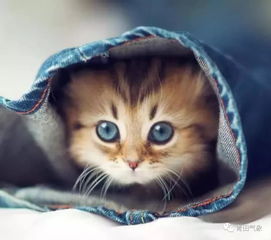 (猫咪喝的汤)探寻猫咪喜欢的汤的秘密：聪明的猫咪和汤攻略分享