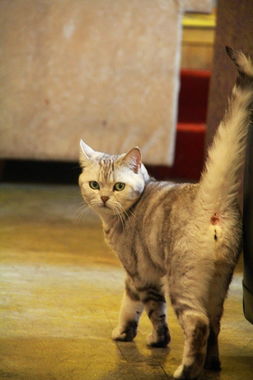 (猫小院介绍)小猫咪小院小峰小志:都是一家人吗? (猫小院介绍)小猫咪小院小峰小志:都是一家人吗?