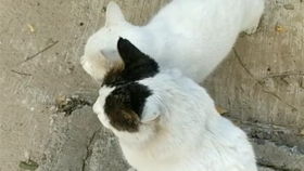 (猫小院介绍)小猫咪小院小峰小志:都是一家人吗? (猫小院介绍)小猫咪小院小峰小志:都是一家人吗?