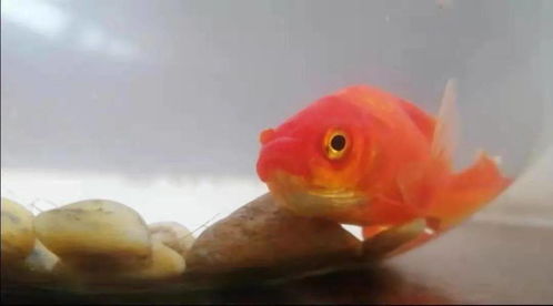 探寻网络新现象：代号肉鸽免广告的秘密，如何挑战传统广告模式？