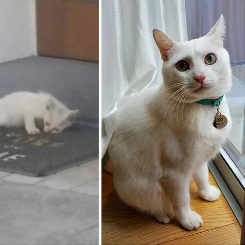 (猫咪中暑后需要多久才能缓过来活动)猫咪中暑后需要多久才能缓过来? (猫咪中暑后需要多久才能缓过来活动)猫咪中暑后需要多久才能缓过来?