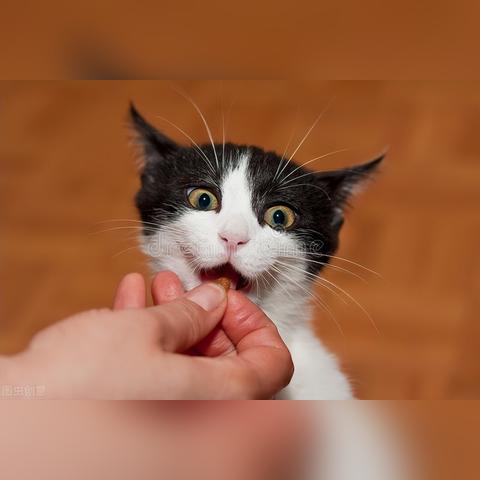 (宠物星球宠物店)探索无限乐趣的宠物星球app，打造最独特的宠物天堂体验