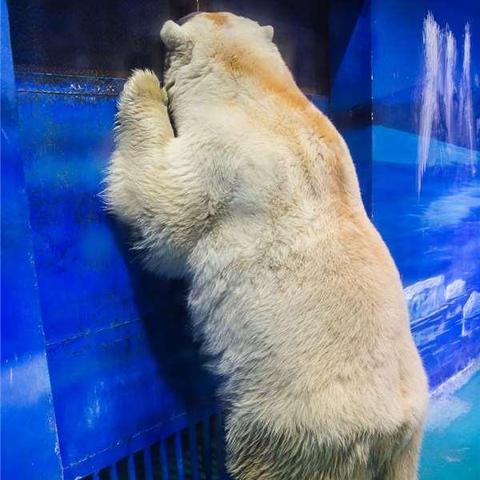 (开心动物园是真的吗)探秘欢乐之旅：以儿童的眼光重新发现开心动物园的奇妙世界