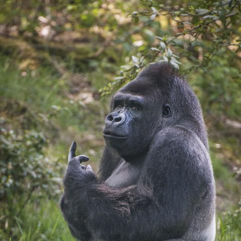 (开心动物园是真的吗)探秘欢乐之旅：以儿童的眼光重新发现开心动物园的奇妙世界