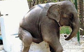 (各种动物之王)王之秘：揭秘七大神秘动物力量及其奇妙效果