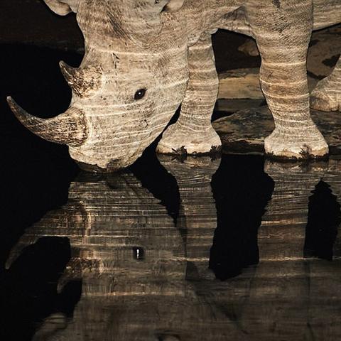 逃离动物岛攻略：如何在迷失的丛林中找到出口并战胜各种野兽？