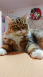 (猫语咖啡全猫咪图鉴)猫语咖啡2023年最新版：品尝未来的奇妙体验