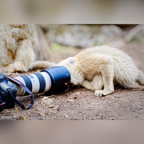 一步步教你在密林纷争中如何成功切换英雄：新手玩家必备心得与策略