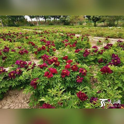 (黑龙棍选什么虫子)黑龙棍一般用来形容具有强烈威慑力和凶狠气息的人或事物