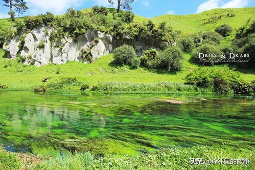 体验自然、探索科普知识：浓缩绿梦生态园全景图带您走进生态保护的休闲乐园