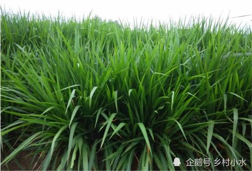 (艾兰岛怎么种植)如何有效获得艾兰岛象草叶片？