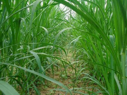 (艾兰岛怎么种植)如何有效获得艾兰岛象草叶片？