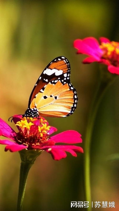 (女士梦见血)女人梦见血蝶是好事还是坏事？解梦预示的吉凶如何？