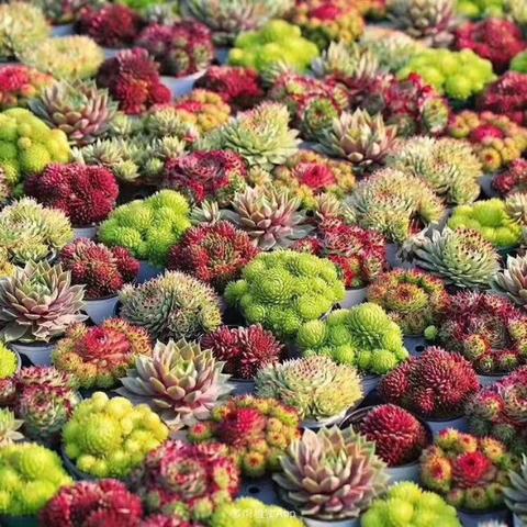 (万象修根后能直接种吗?)万象修根：探索宇宙万物的起源与修复之道