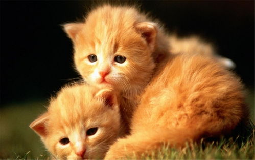 (猫的进化史过程)探寻猫咪进化史:从古老猎人到家庭宠物的演变历程 (猫的进化史过程)探寻猫咪进化史:从古老猎人到家庭宠物的演变历程