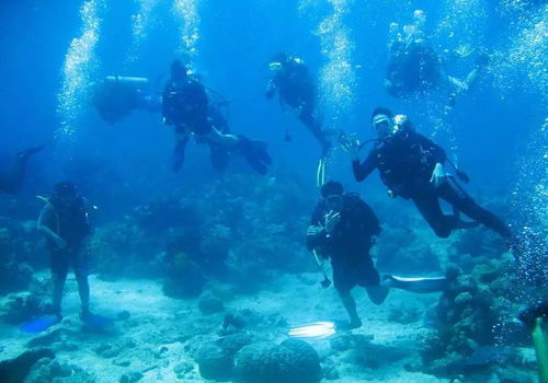 (潜水海底世界的短文)探索海底奇遇记：潜水日记300字免费分享，欢迎抄写