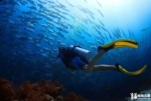 (潜水海底世界的短文)探索海底奇遇记：潜水日记300字免费分享，欢迎抄写