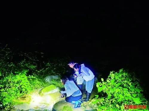 (栖木之声人物介绍)栖木之声：静谧林间的独白，自然交响乐的绝妙演奏。