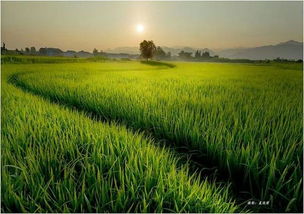 (在老家的生活说说)在老家生活下载中文版，体验田园风光与传统乡村文化的魅力