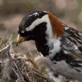 探索冰冻星球的震撼魅力：免费观看全新纪录片，带你领略极地奇观！