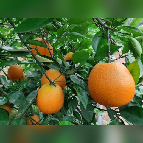 (彩虹橙下载安装)彩虹橙250进阶攻略详解：助你轻松通关游戏