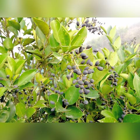 探索奇怪的单机游戏连连看：挑战你的反应能力与观察力的全新体验