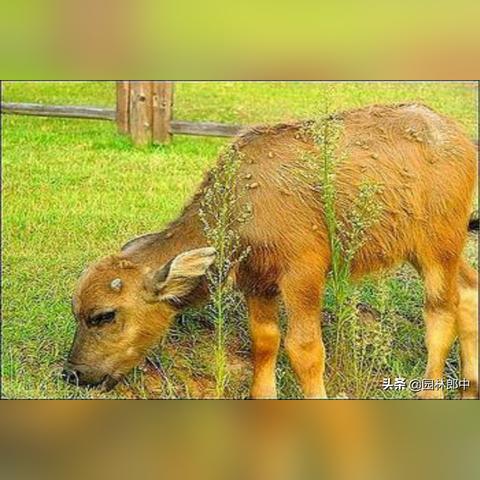 探索奇怪的单机游戏连连看：挑战你的反应能力与观察力的全新体验