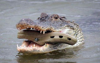 滑稽在哪？探寻笑点之源，解析幽默本质，情趣如何滑稽化玩味笑话笑不停