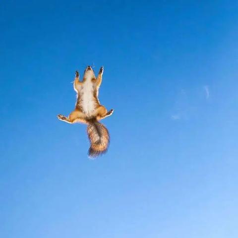 探索《最后的原始人攻略》的终极秘诀与策略，助你在荒野中生存与繁荣