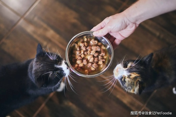 探寻口袋宠物世界：深夜美食家菜谱的秘密——如何运用营养素提升宠物消夜体验