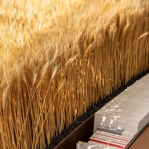 一款游戏叫什么黎明？揭秘最新网游大作带来的沉浸式体验与惊喜！