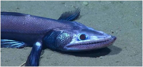 (跳跳鱼歌)探秘跳跳鱼世界禁曲：神秘音乐的背后隐藏着怎样的秘密？