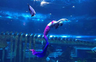 (跳跳鱼歌)探秘跳跳鱼世界禁曲：神秘音乐的背后隐藏着怎样的秘密？