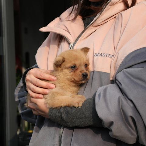 全面解析开心萌宠游戏攻略：诸多技巧与秘籍助你轻松提升游戏体验