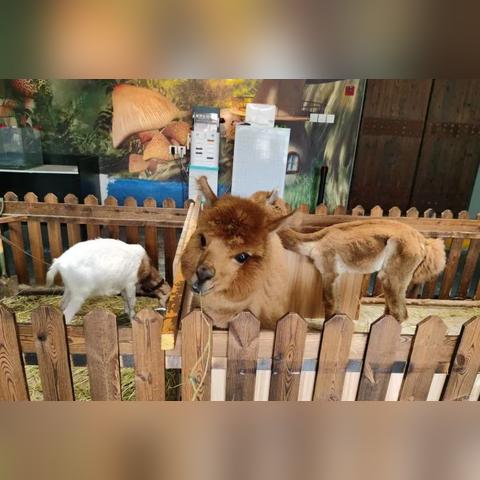 (萌宠探险闯关第20关怎么过)探险乐趣无限：萌宠大冒险v6带你融入奇幻世界的冒险之旅