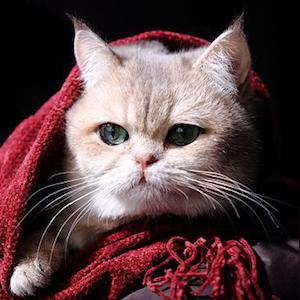 (萌宠探险闯关第20关怎么过)探险乐趣无限：萌宠大冒险v6带你融入奇幻世界的冒险之旅