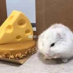 (仓鼠蛋糕制作方法)探秘仓鼠蛋糕工厂无广告版本的制作奇秘