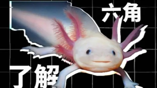 (大海贼探险六角恐龙)探秘大海贼六角恐龙改配方的秘密与传承