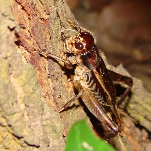 (秋天里的蟋蟀故事)秋天的蟋蟀故事：一个温暖而感人的季节故事