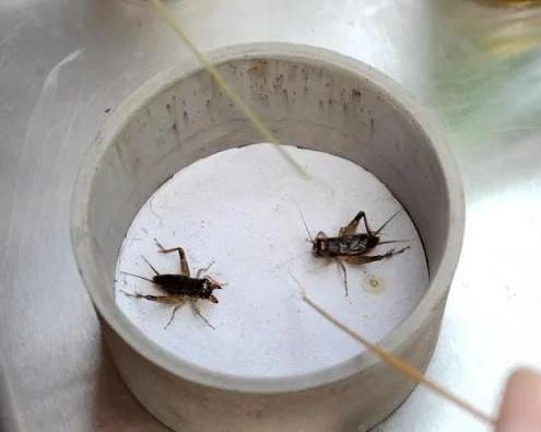 (秋天里的蟋蟀故事)秋天的蟋蟀故事：一个温暖而感人的季节故事