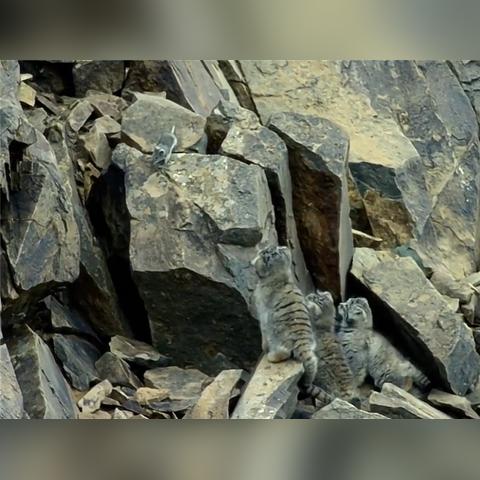 探索猫和老鼠手游宝鸽鸽：简析游戏特色和解锁高级技能的关键策略